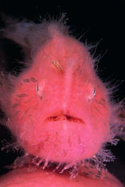 Lembeh - North Sulawesi, Malaysia.